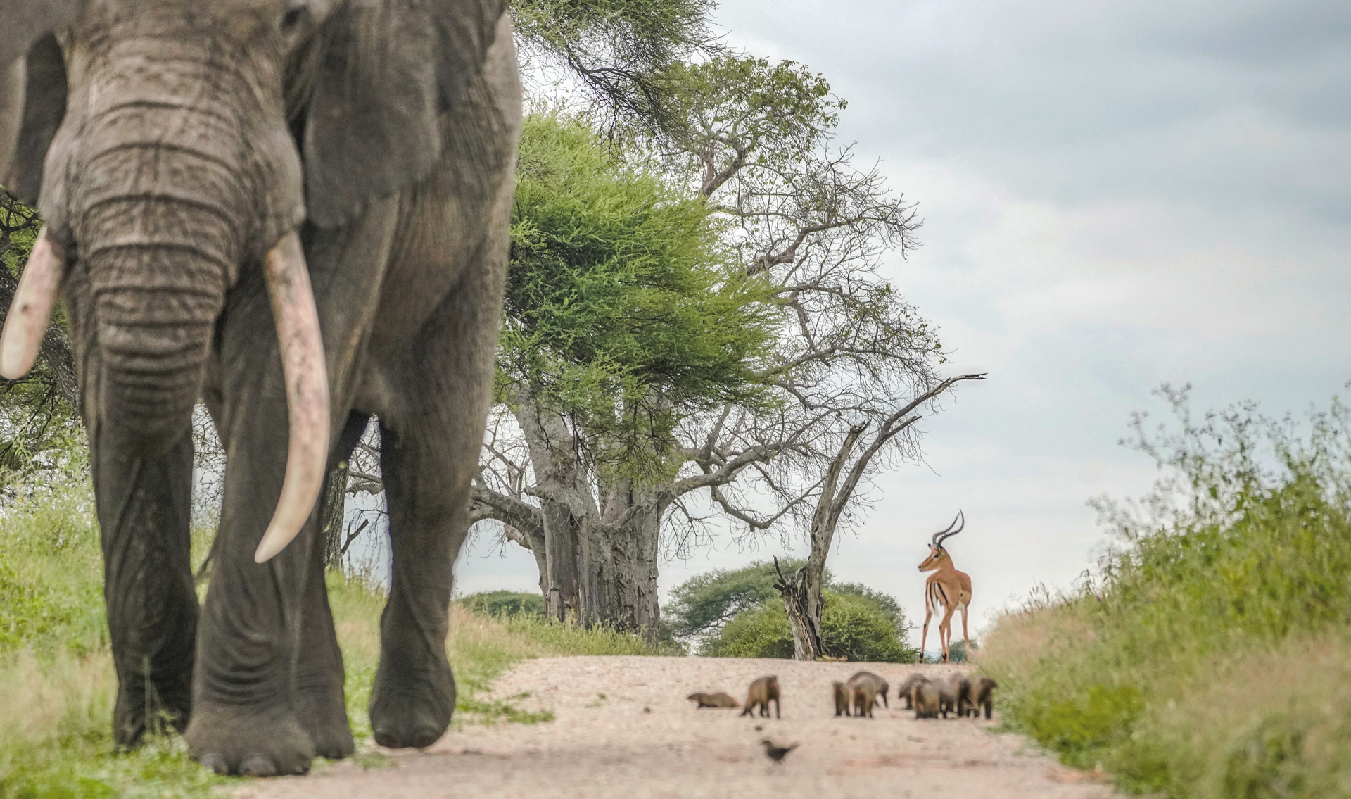 elephant