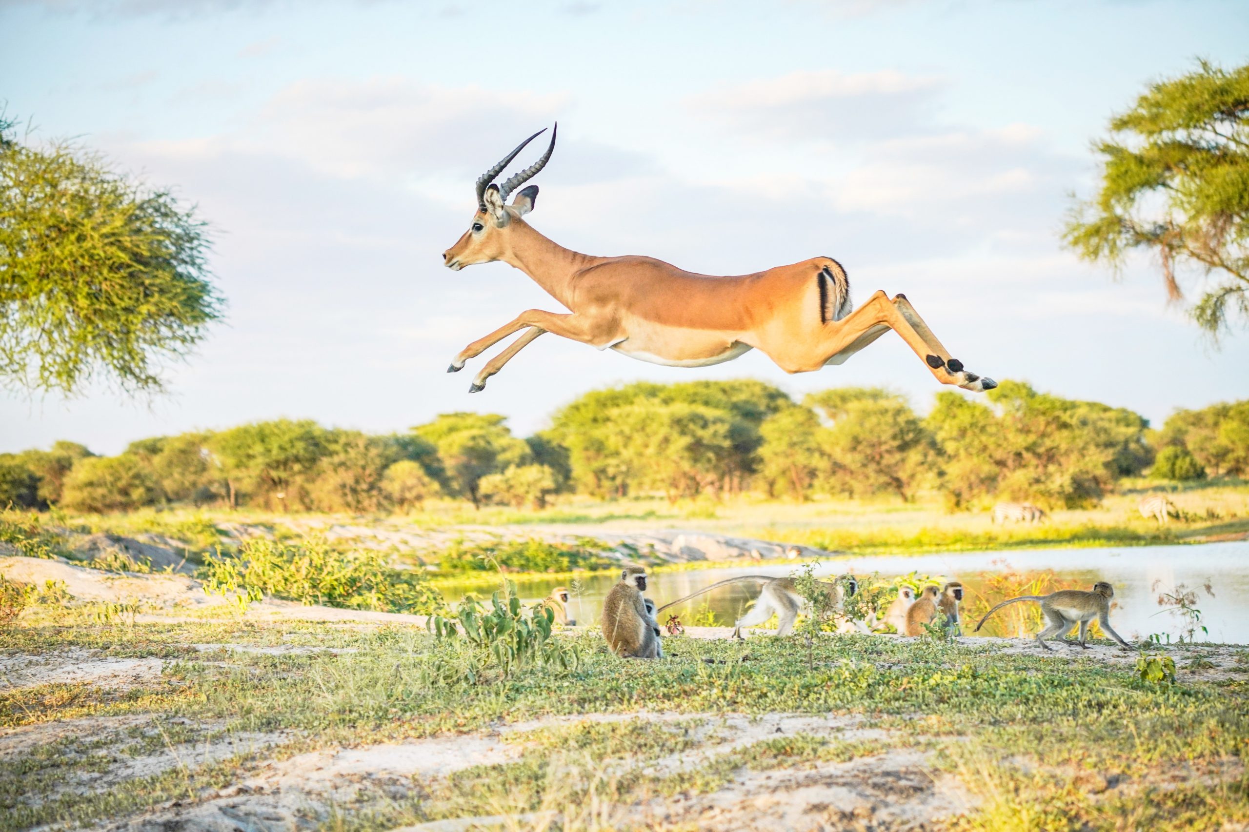 impala jumping (1)