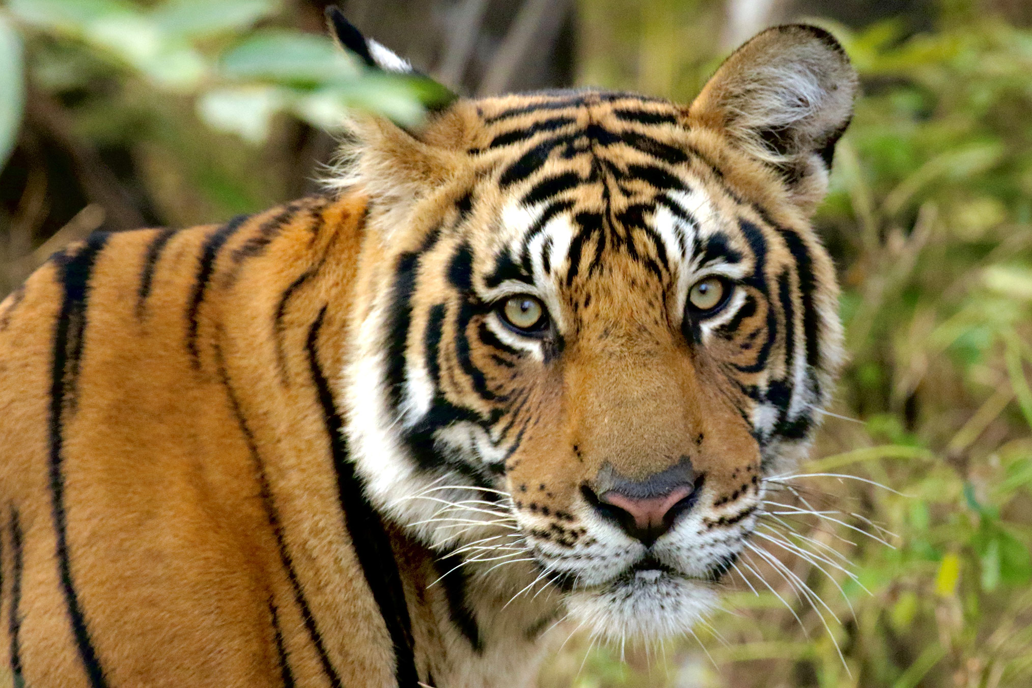 intent-on-safari-32