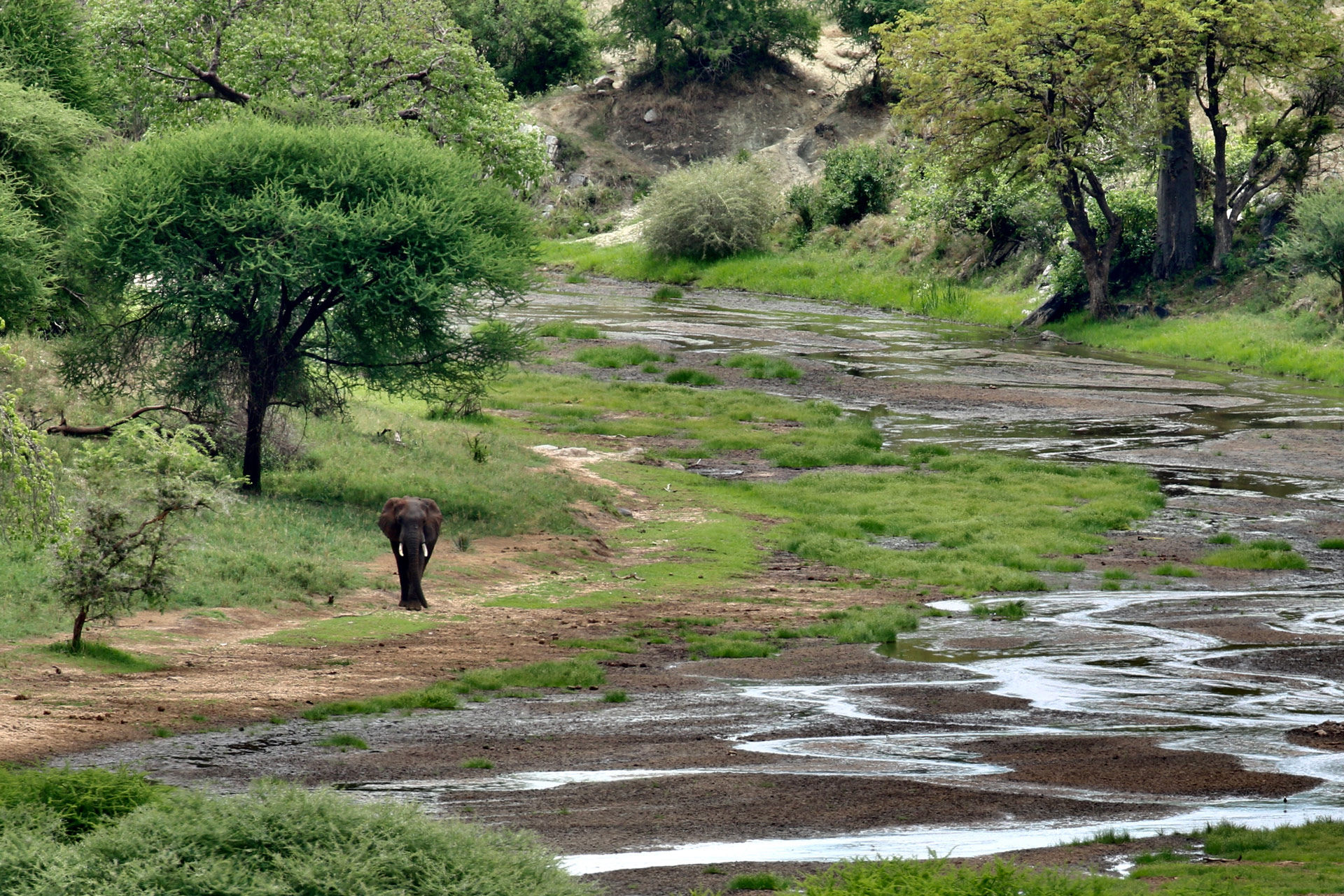 intent-on-safari-5