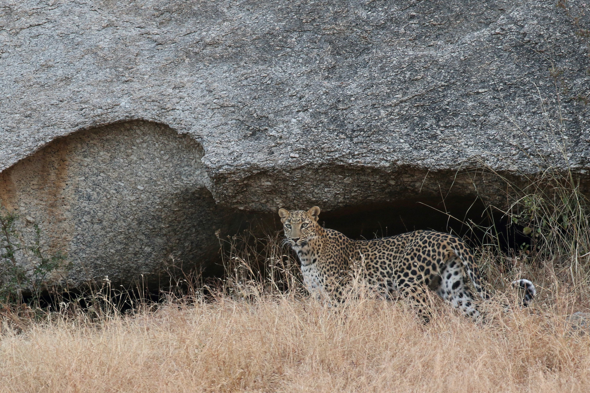 leopard-India