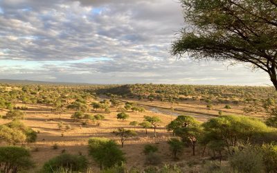 the magic of tarangire safari lodge