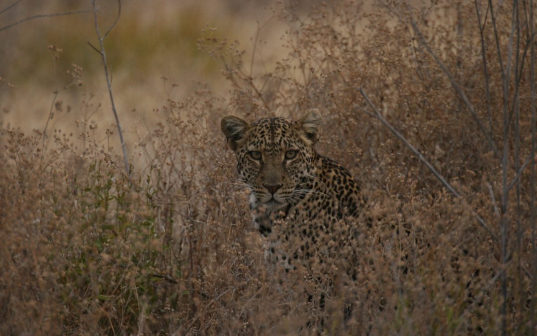 2025 Escape the Crowds & Immerse yourself in wildlife special