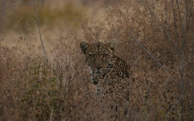 2025 Escape the Crowds & Immerse yourself in wildlife special