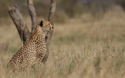 8 Tips for booking a safari