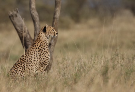 8 Tips for booking a safari