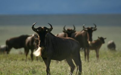 Luxury Migration Safari