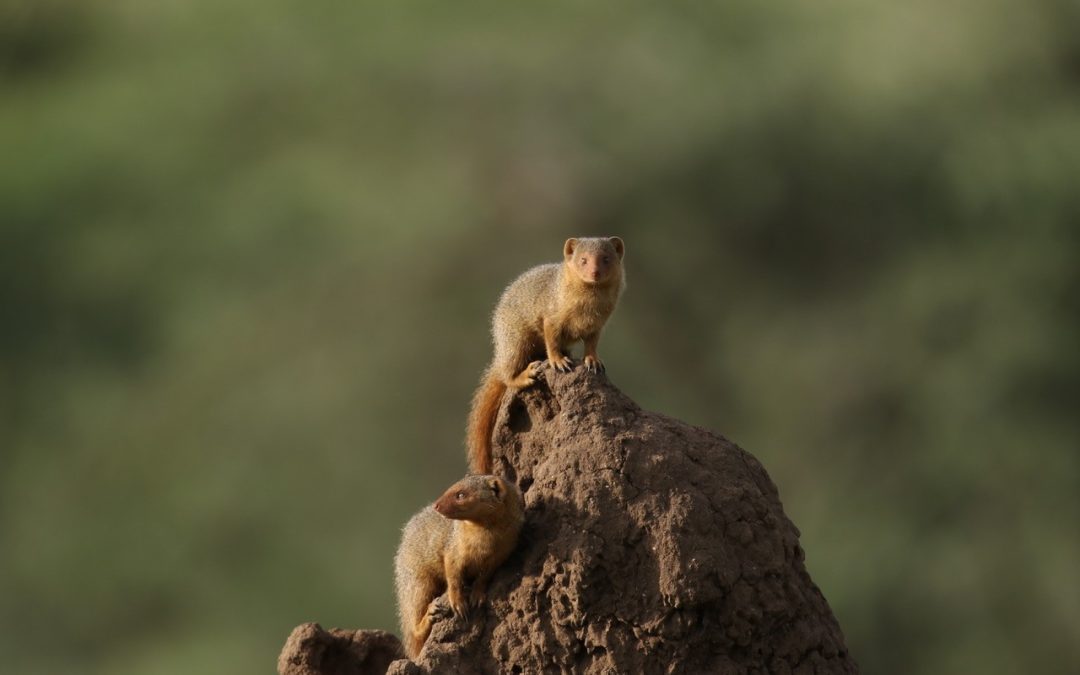 JourneyWOman 2026 Safari: December 8-16 2026