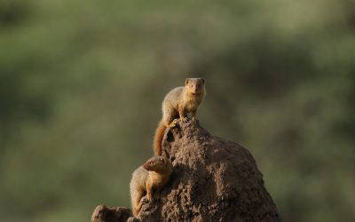 JourneyWOman 2026 Safari: December 8-16 2026